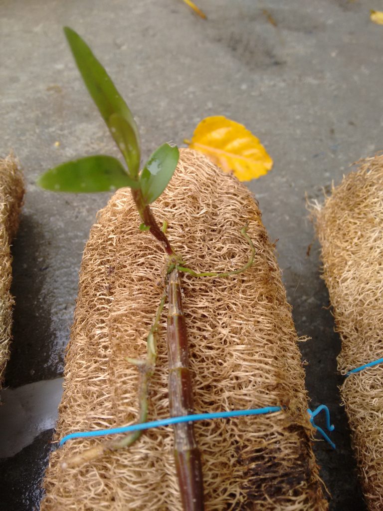 Orquídea plantada em bucha natural, tratada com vitamina B, com raízes saudáveis