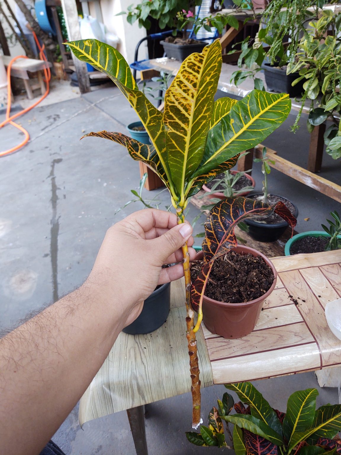 Cróton Como Plantar E Cuidar Edplants Plantas