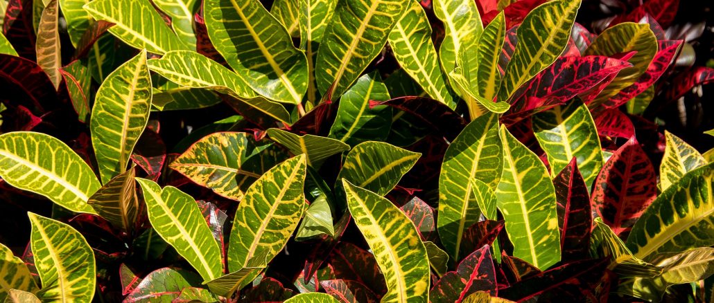 foliage-5009109_1920